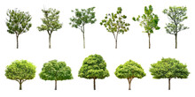 Collection Trees And Bonsai Green Leaves And Some With Yellow Flowers. 
Total 11 Trees. (png)
