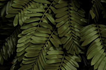 Wall Mural - fern leaves