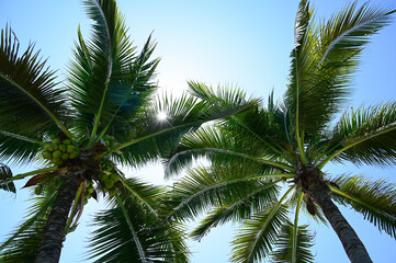 Wall Mural - coconut trees on beach, natural background