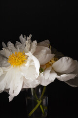 peony on the black background