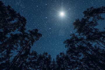 Wall Mural - a Night sky in a pine forest at Christmas day