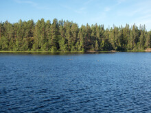 Flock Of Loons On A Forest Lake