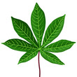 animation of green cassava leaves