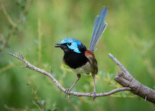 Variegated Fairy Wren On A Branch