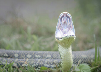 Yawning diamond python