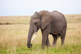 Fototapeta Sawanna - Elephant grazing on the open savannah of the Masai Mara, Kenya