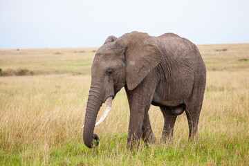 Wall Mural - Elephant grazing on the open savannah of the Masai Mara, Kenya