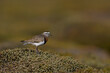Rufous-chested Dotterel (Charadrius modestus) standing on a low growing shrub on Sea Lion Island in the Falkland Islands