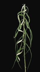 Wall Mural - Time lapse of drying Willow tree (another name is sallows or osiers) leaves with ALPHA transparency channel isolated on black background, vertical orientation