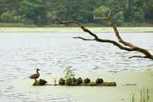 Family Of Ducks Is Resting