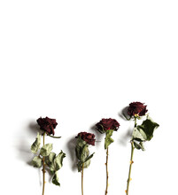 Many Withered Branches Of Roses On White Background Top View With Space For Text
