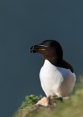 Wall Mural - razorbill on a cliff against clear blue background
