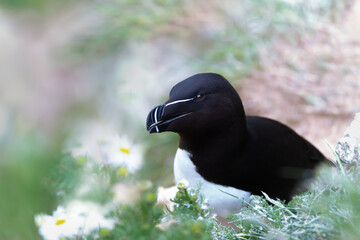 Wall Mural - close up of a razorbill nesting on a cliff