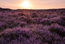 Beautiful Late Summer Sunrise In Peak District Over Fields Of Heather In Full Bloom Around Higger Tor And Burbage Edge