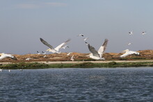 Flying Of Pelicans