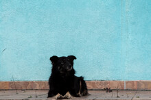 Portrait Of Big Black Shaggy Dog On Background Of Azure Wall In Openair