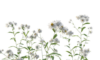 Sticker - Bunch of tiny white flowers in clusters