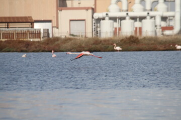 Wall Mural - pink flamingos