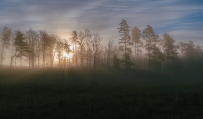 Wall Mural - beautiful morning landscape view with fog and sunrise rays between trees