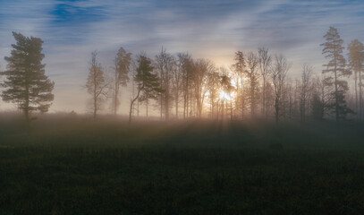 Wall Mural - misty morning in the countryside with sun rays between trees. natural background
