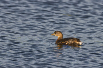 Poster - Pied-billed Grebe. Podilymbus podiceps