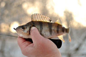 Wall Mural - Winter fishing on the river, roach and perch fishing.
