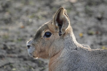 patagonian mara