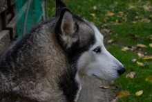 Close-up Shot Of An Agouti Husky Dog Looking To The Side