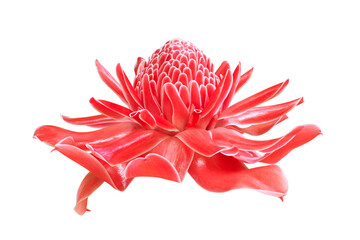 Etlingera elatior, Torch Ginger Flower Isolated on White Backgro