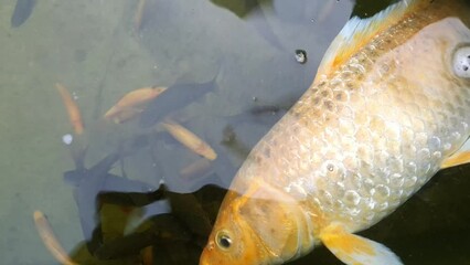 Wall Mural - Dead koi fish in a pond, zoom in. footage for pollution and environment projects