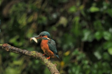 Canvas Print - Selective focus of a colorful Common kingfisher with a small fish in beak perched on a twig