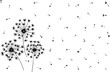 Hand draw three furry bloomy dandelions and blowball's fluffy seeds on isolated white background, nature floral pattern