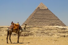 Big Camel In Front Of The Giza Pyramid Against A Clear Cloudless Sky
