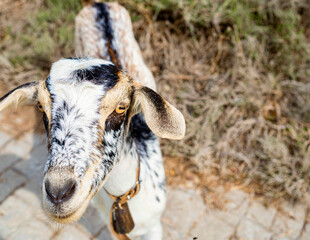 Portrait of a smiling goat on a background of a field in Andalucia, Spain.