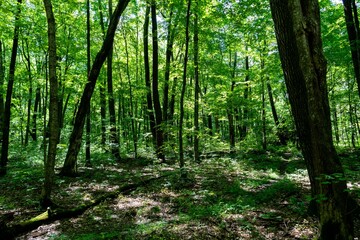  Beautiful view of a green forest.