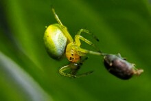 Selective Focus Shot Of A Cucumber Green Spider Approaching Its Prey On Its Spiderweb