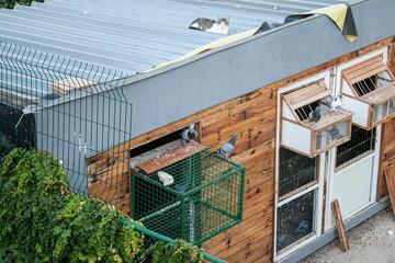 Poster - High angle shot of a cat sitting on the roof of a pigeon house