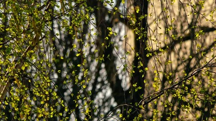 Sticker - calm and fresh green tree waving on the beautiful sunny morning