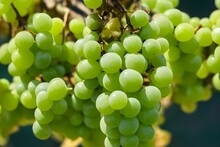 Green Grapes, Fresh Healthy Fruit, Delicious And Juicy Snack