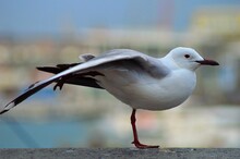 Selective Focus Shot Of A Seagull