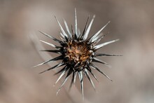 Shallow Focus Shot Of A Dried Star-thistle Flower