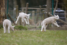 Newborn Lambs Jump In The Meadow Full Of Joy