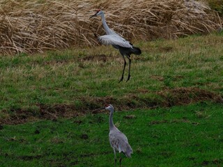 Sticker - Closeup shot of Sarus crane birds on a green grass field