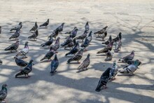 Group Of Pigeons In The Park