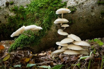 Poster - Closeup of Oudemansiella mucida, commonly known as porcelain fungus.