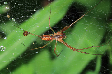 natural tetragnatha extensa spider macro photo
