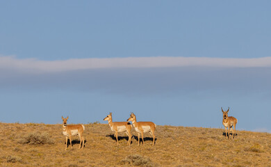 Poster - Pronghorn Antelope Buck and Does in the Wyoming Desert