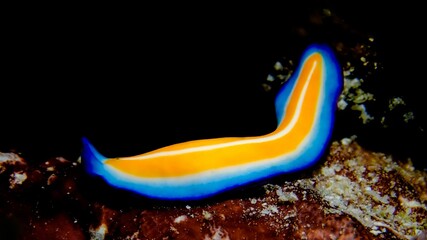 Wall Mural - Macro shot of flatworms (Pseudobiceros) in the ocean water near corals