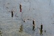 Closeup shot of dead salmon fishes on net in lake, Alaska