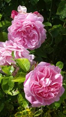 Wall Mural - vertical shot of light pink rosa 'gertrude jekyll' flowers on a shrub